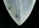 Huge, Serrated Megalodon Tooth #4567-4